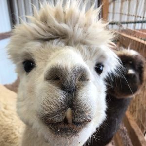 Meet your Posher, Jacque